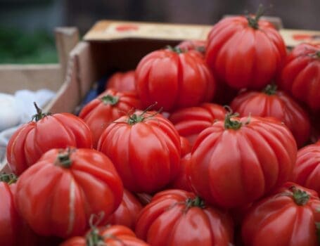 Seasonal Box of Tomatoes